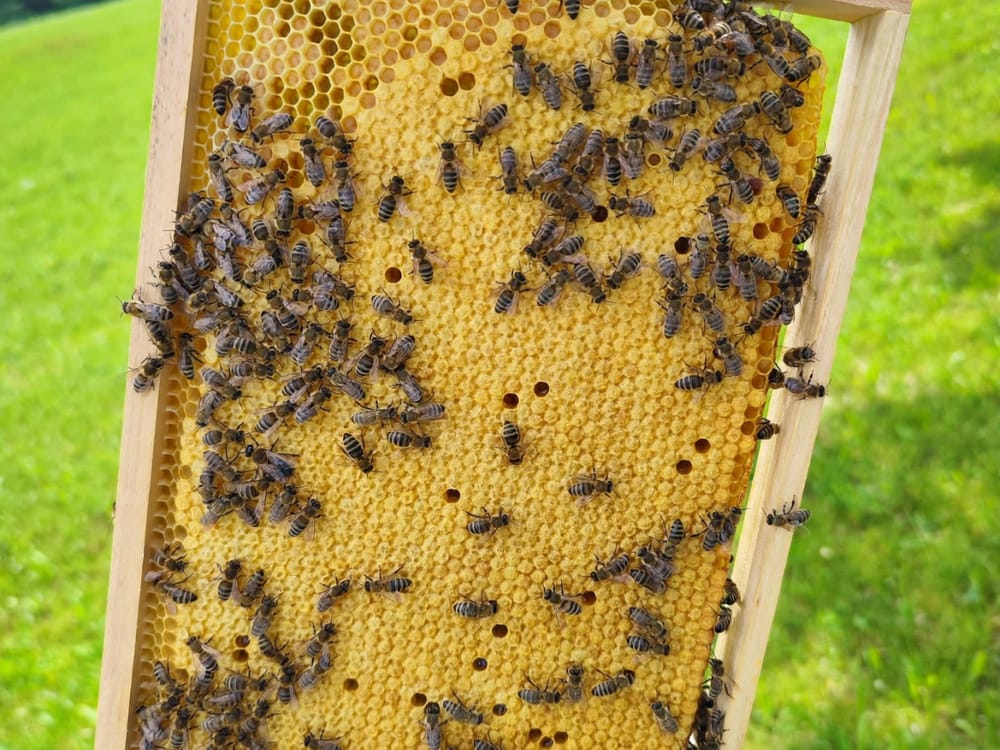 Rähmchen mit Bienen auf frisch ausgebauter Wabe