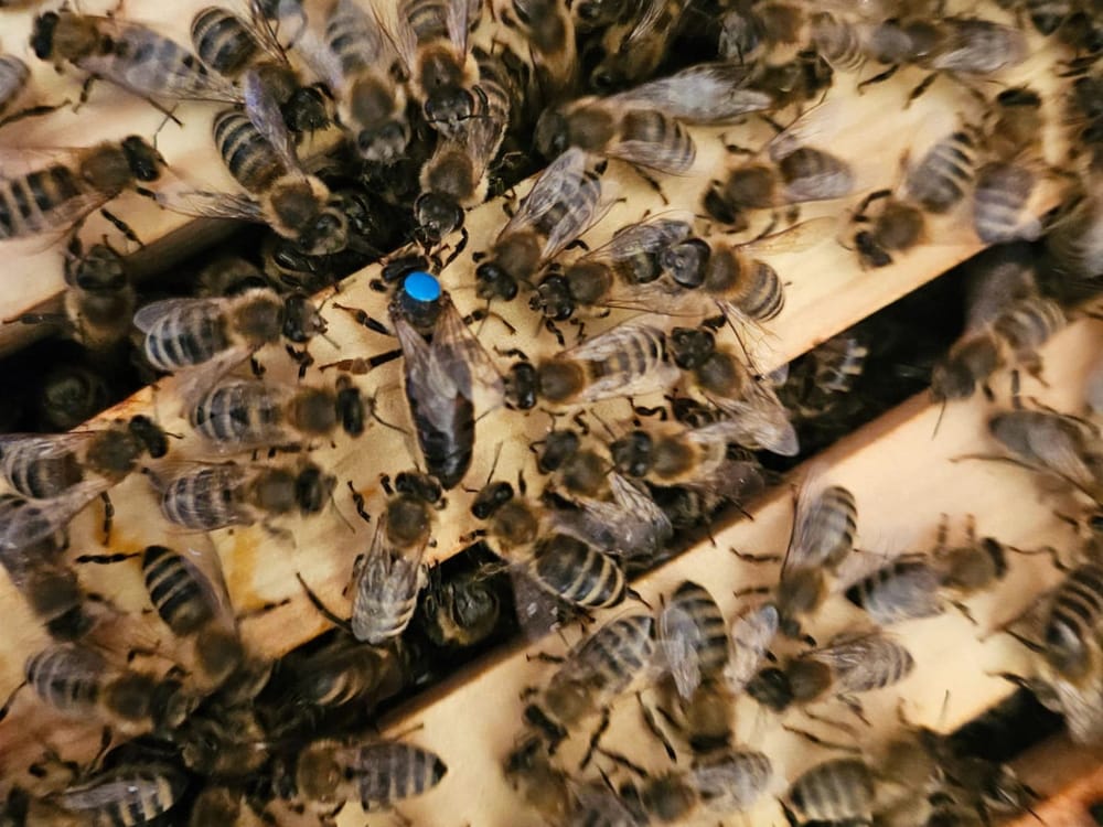 Bienen auf den Oberträgern der Rähmchen im geöffneten Stock