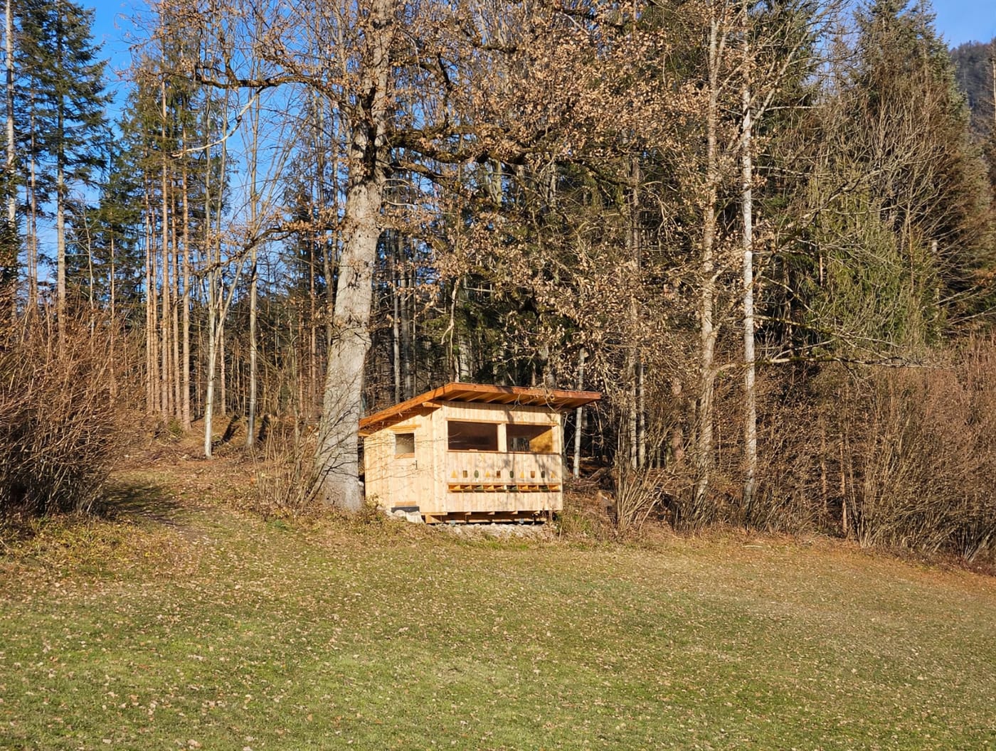 Bienenhaus aus Holz unter einer großen Eiche am Waldrand